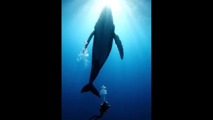 av磁力 - 深蓝星球：探索海洋深处的未知世界